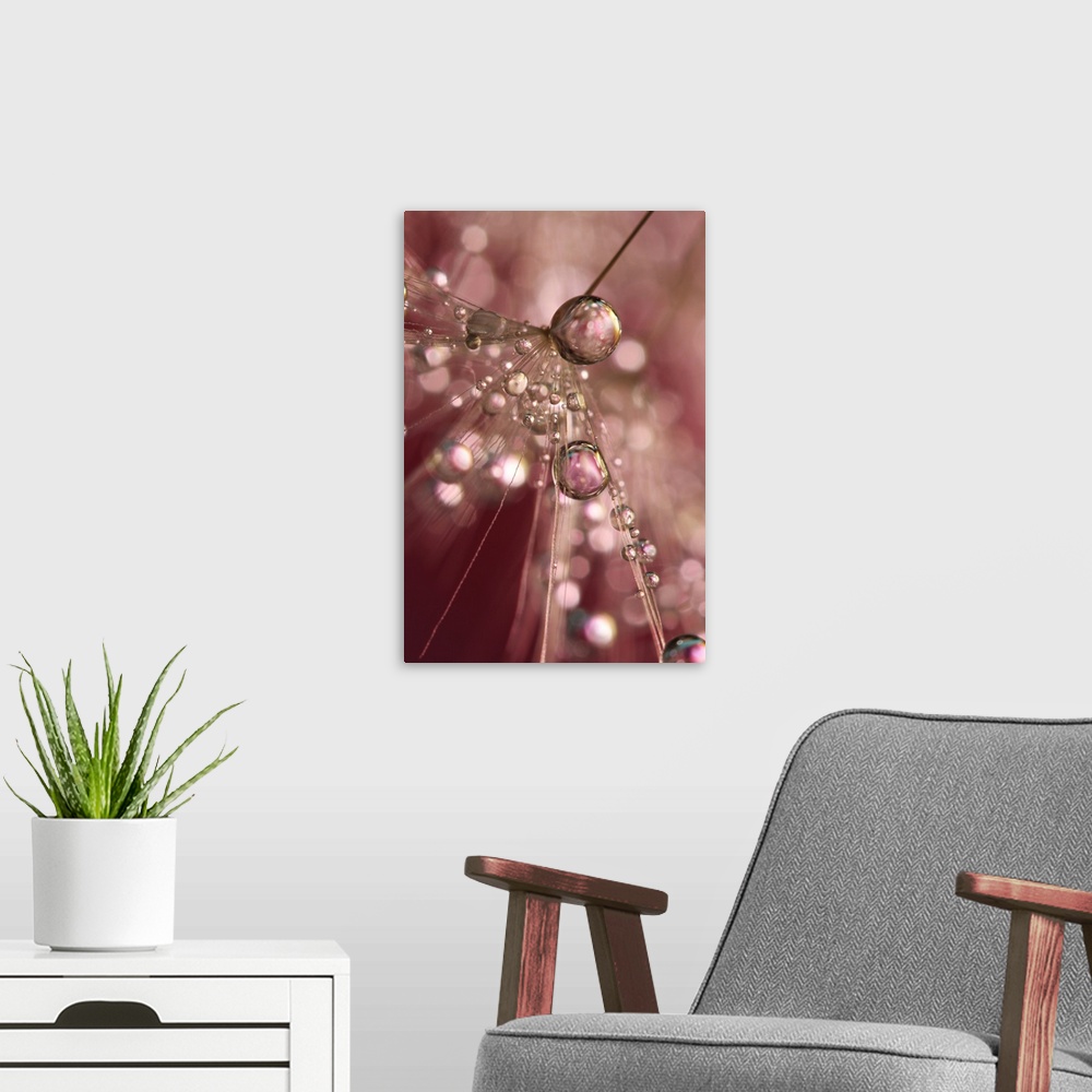 A modern room featuring Water droplets on a single Dandelion seed.