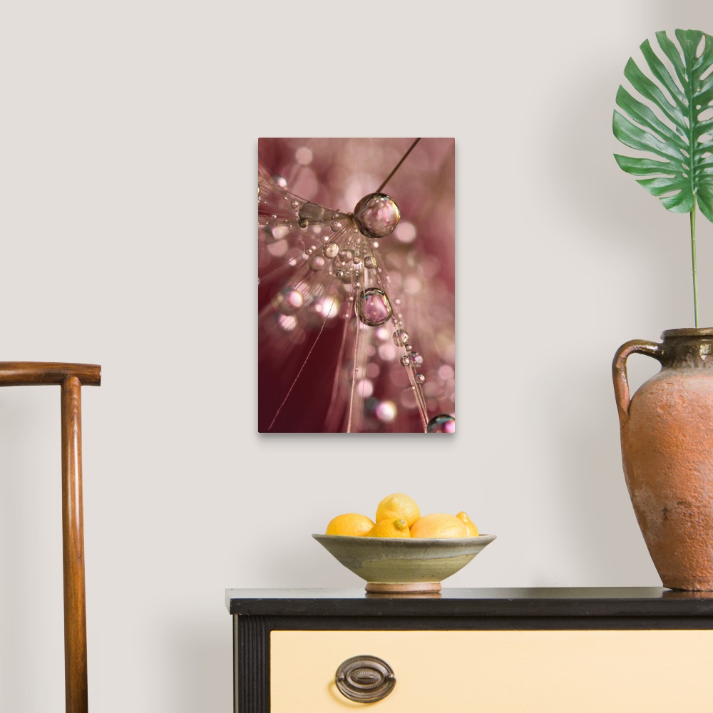 A traditional room featuring Water droplets on a single Dandelion seed.