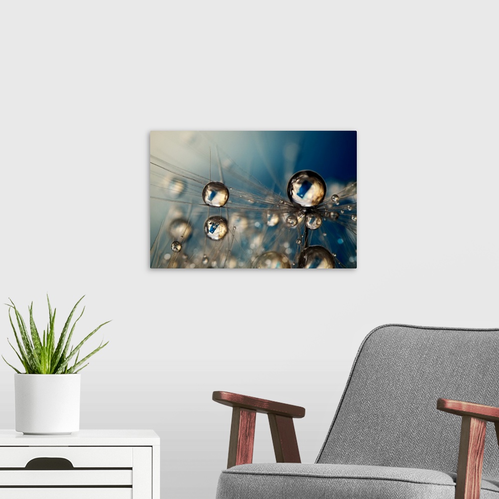 A modern room featuring Single Dandelion seed with water drops