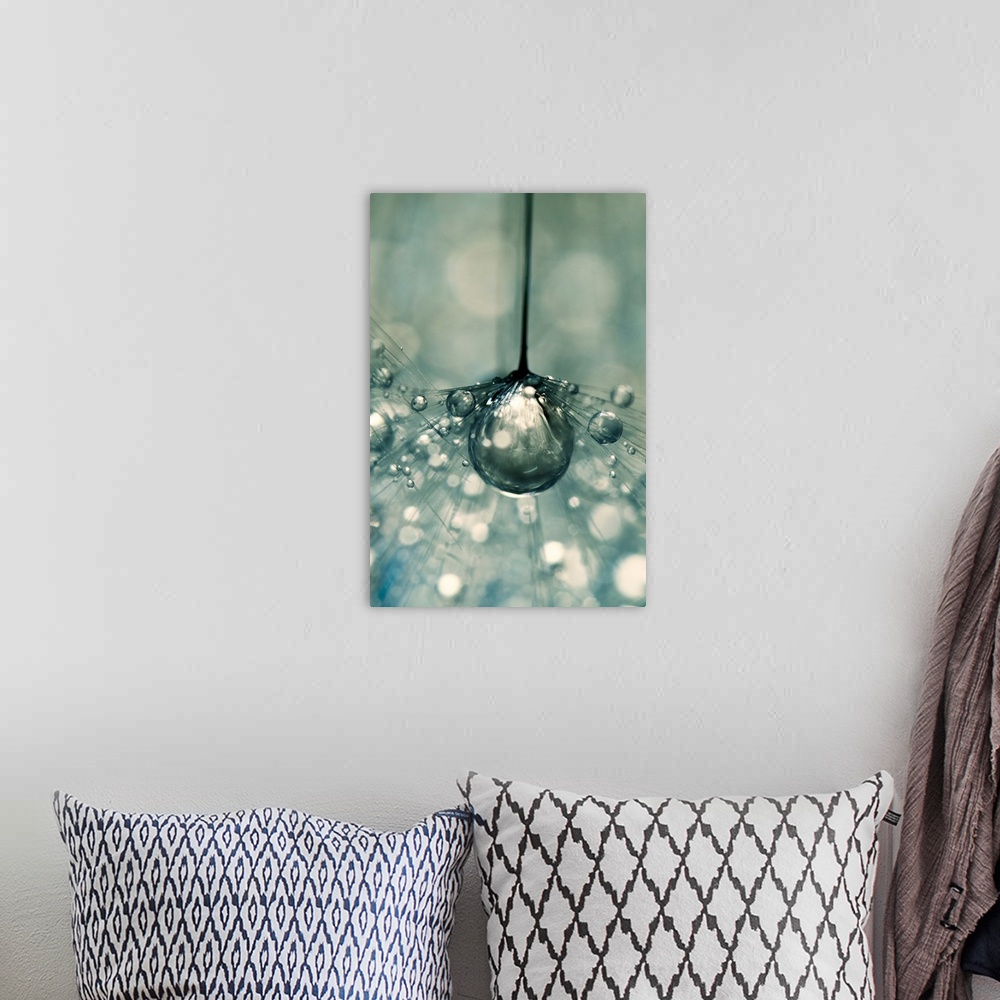 A bohemian room featuring Single Dandelion seed with water drops