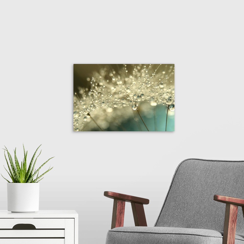 A modern room featuring Dandelion seed with water droplets.