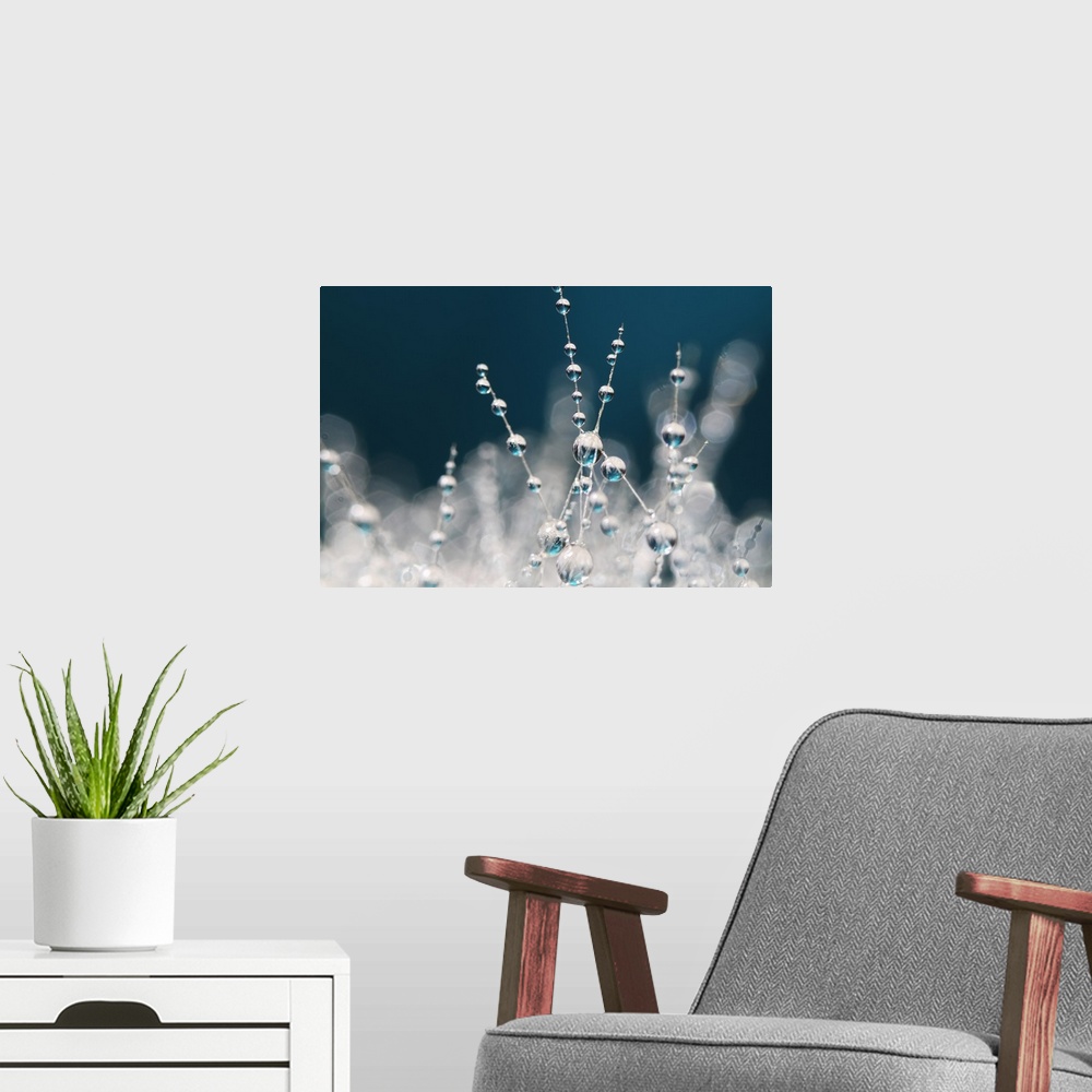 A modern room featuring Water drops on a Cactus plant