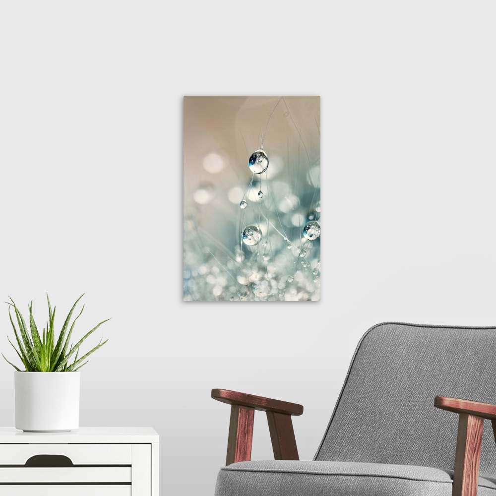 A modern room featuring Water drops on a Cactus Plant
