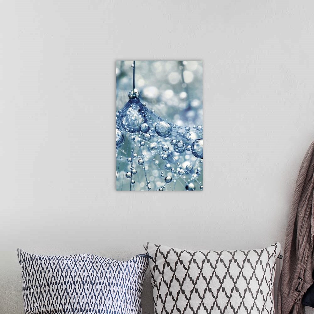 A bohemian room featuring Dandelion seed with water droplets.