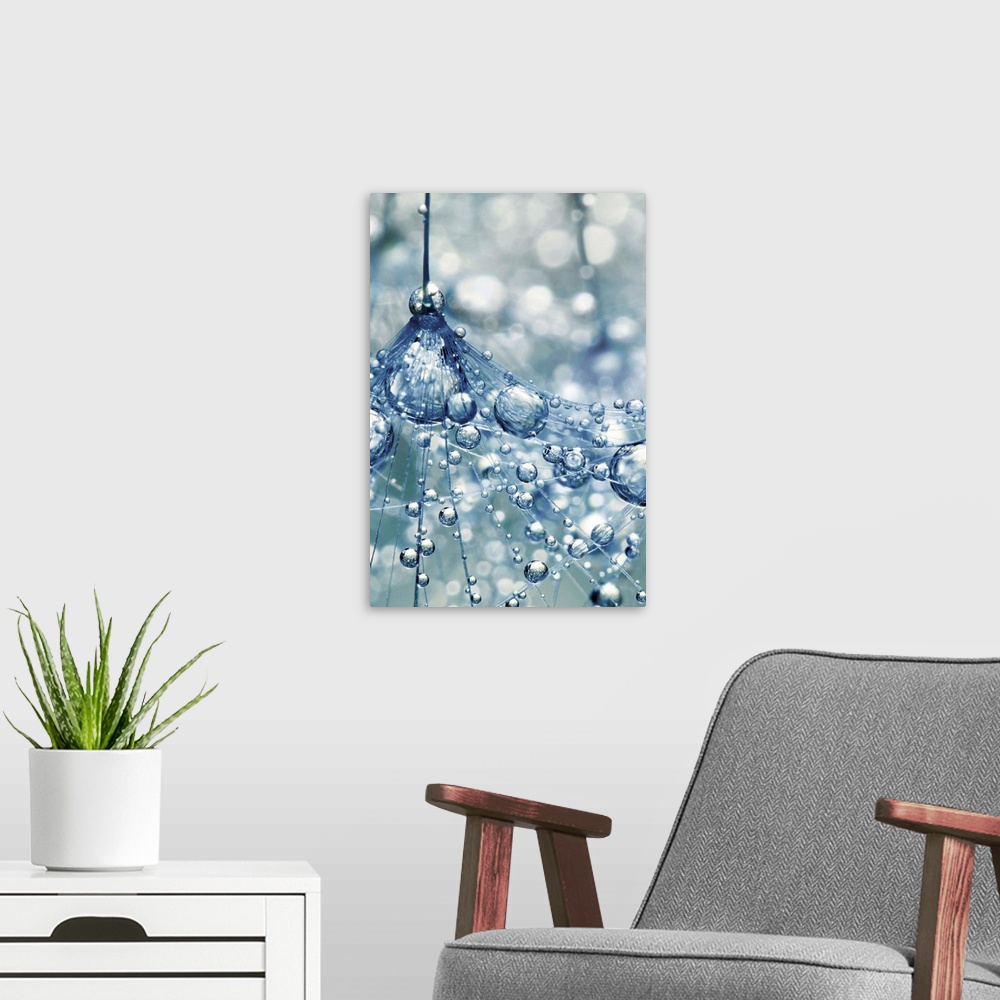 A modern room featuring Dandelion seed with water droplets.