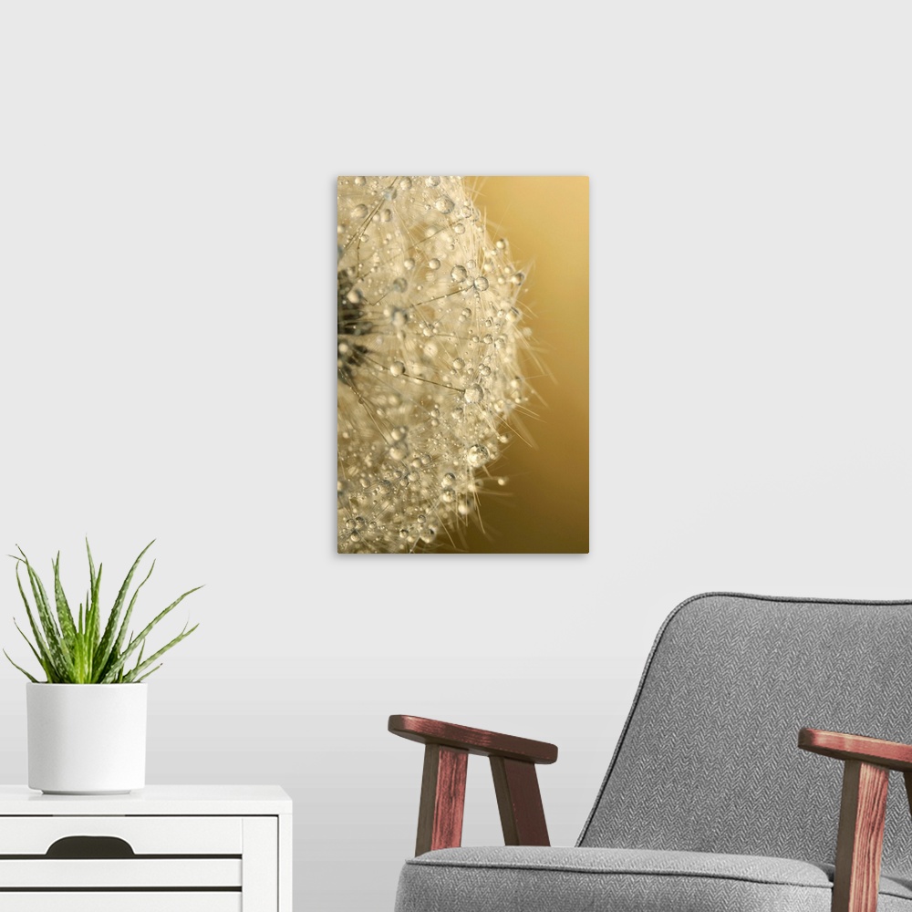 A modern room featuring Water drops on a Dandelion seed.
