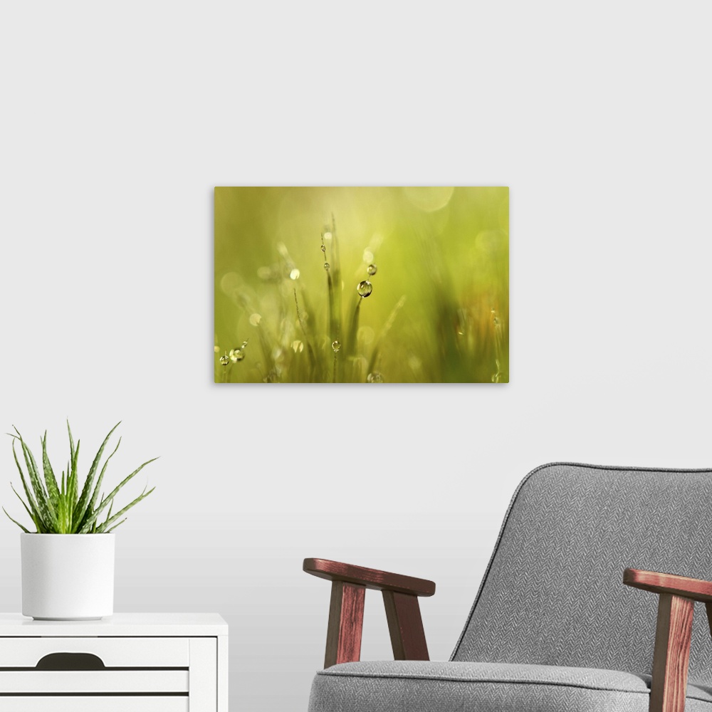 A modern room featuring Moss with dew drops