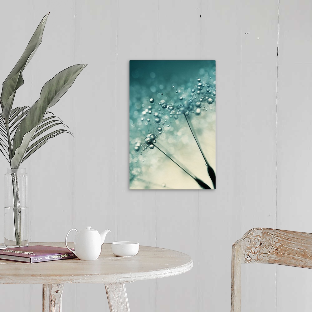 A farmhouse room featuring Two single dandelion seeds with water drops.