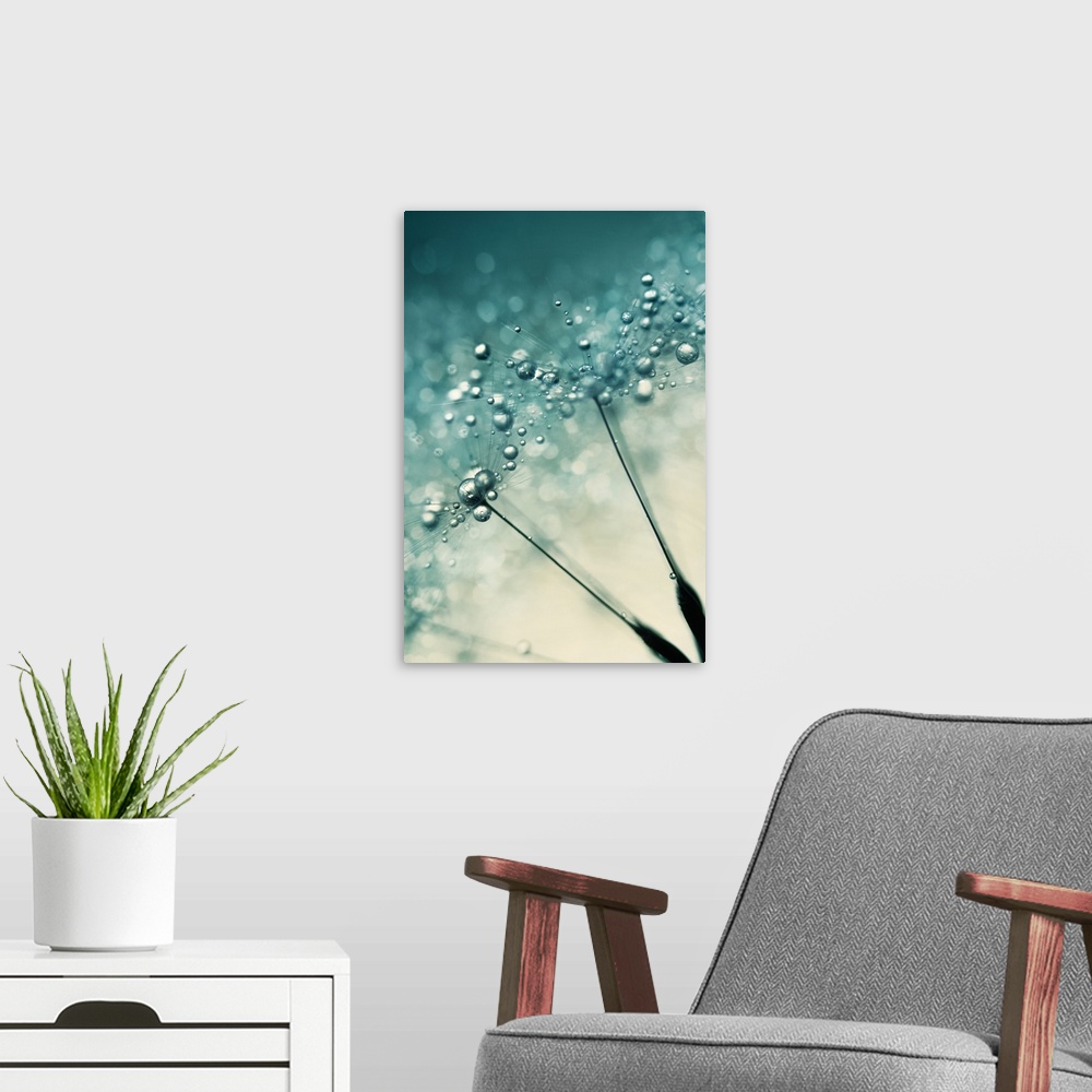 A modern room featuring Two single dandelion seeds with water drops.