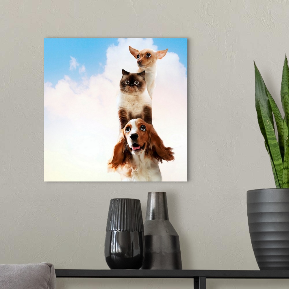 A modern room featuring A dog standing on top of a cat standing on top of a dog