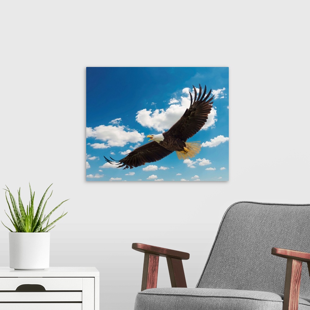 A modern room featuring American Bald Eagle In Flight.