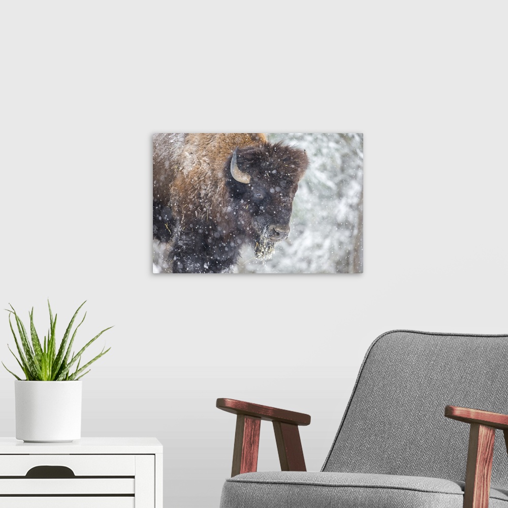 A modern room featuring American Bison or Buffalo resting in a snow storm in north Quebec Canada.