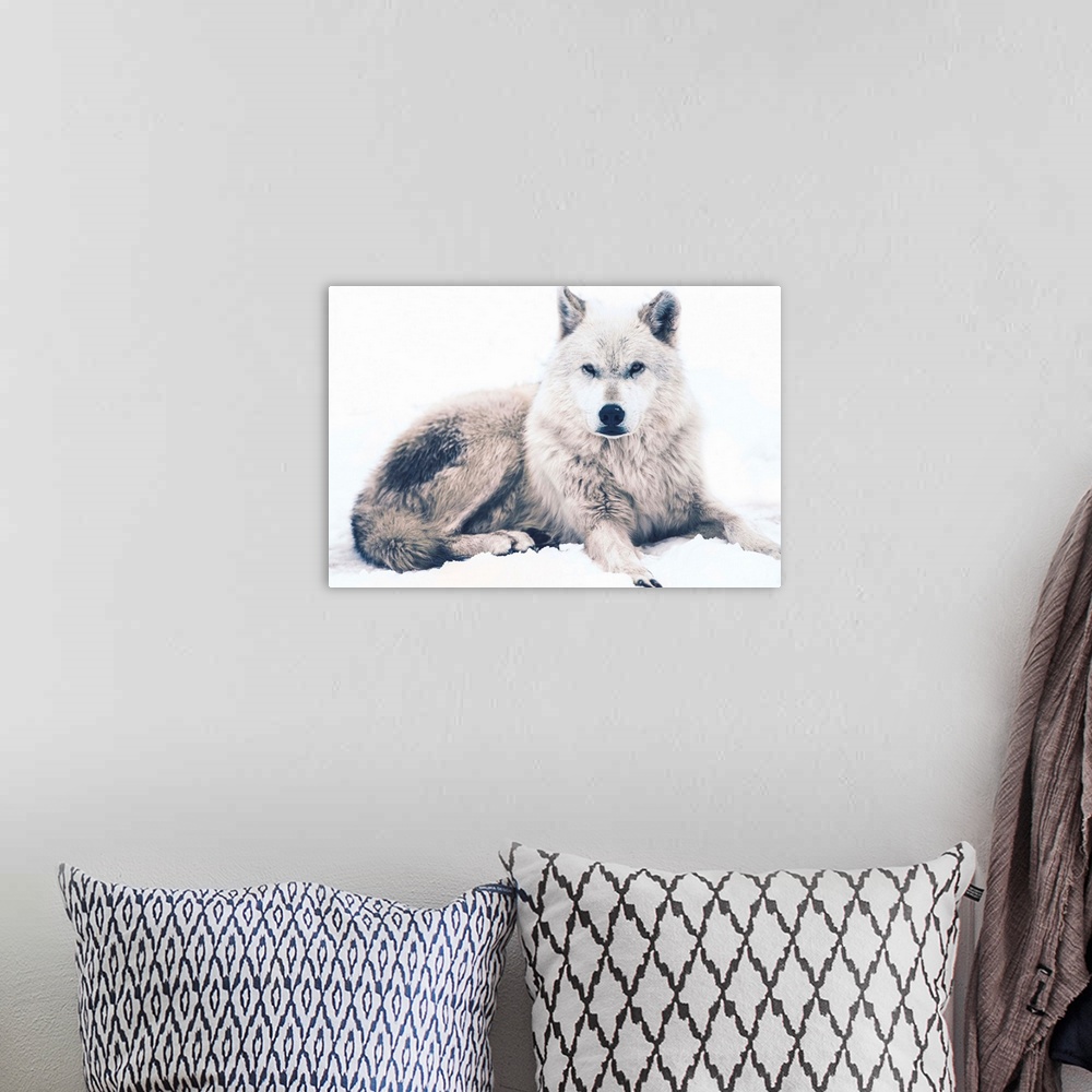 A bohemian room featuring Laying Arctic Wolf. Resting White Wolf. Canadian Wildlife.