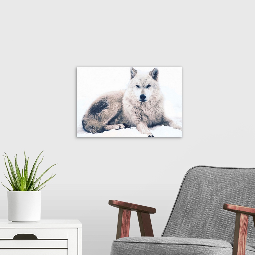 A modern room featuring Laying Arctic Wolf. Resting White Wolf. Canadian Wildlife.