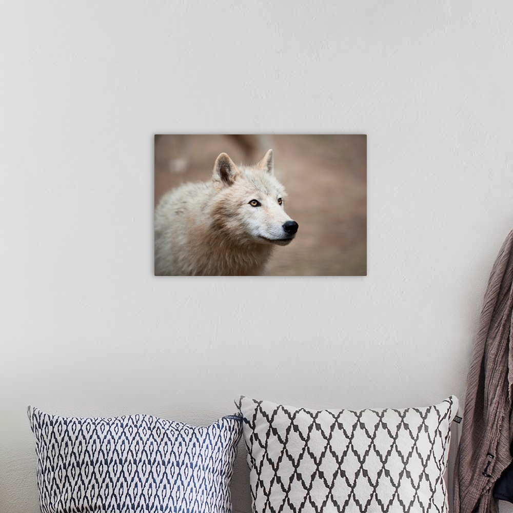 A bohemian room featuring Portrait of a white wolf.