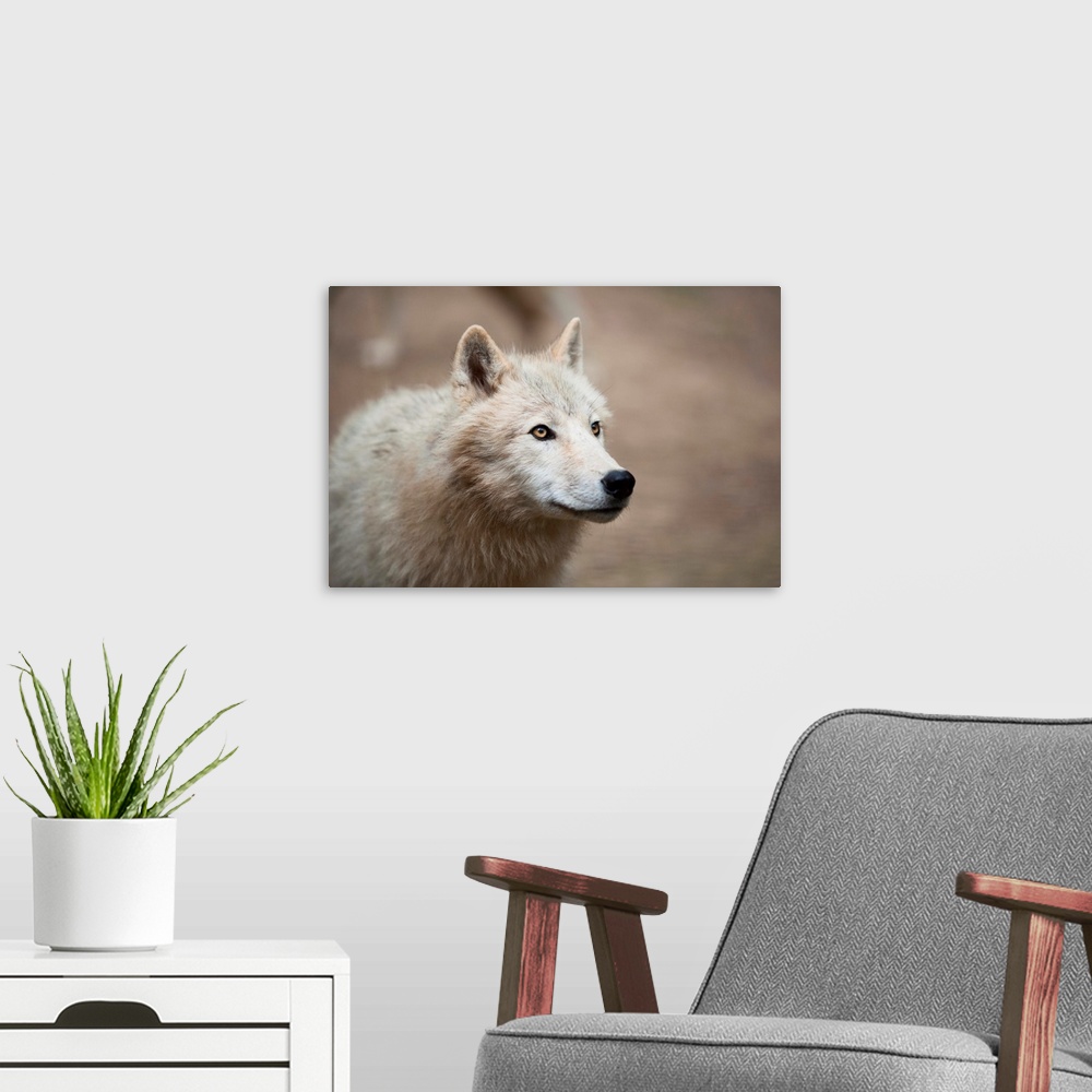 A modern room featuring Portrait of a white wolf.