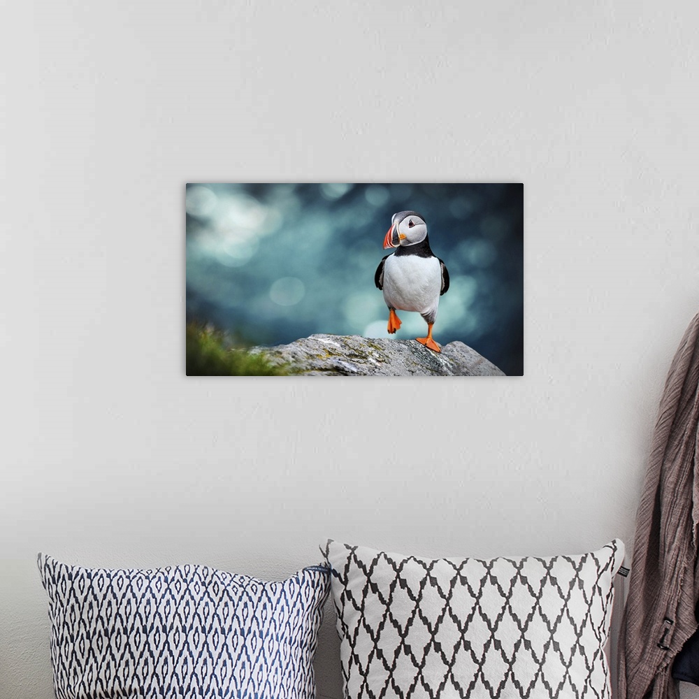 A bohemian room featuring Atlantic Puffin or the common Puffin on an ocean blue background. Fratercula arctica. Norway's mo...
