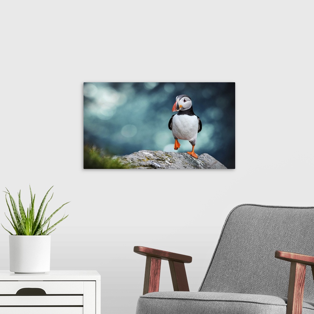 A modern room featuring Atlantic Puffin or the common Puffin on an ocean blue background. Fratercula arctica. Norway's mo...