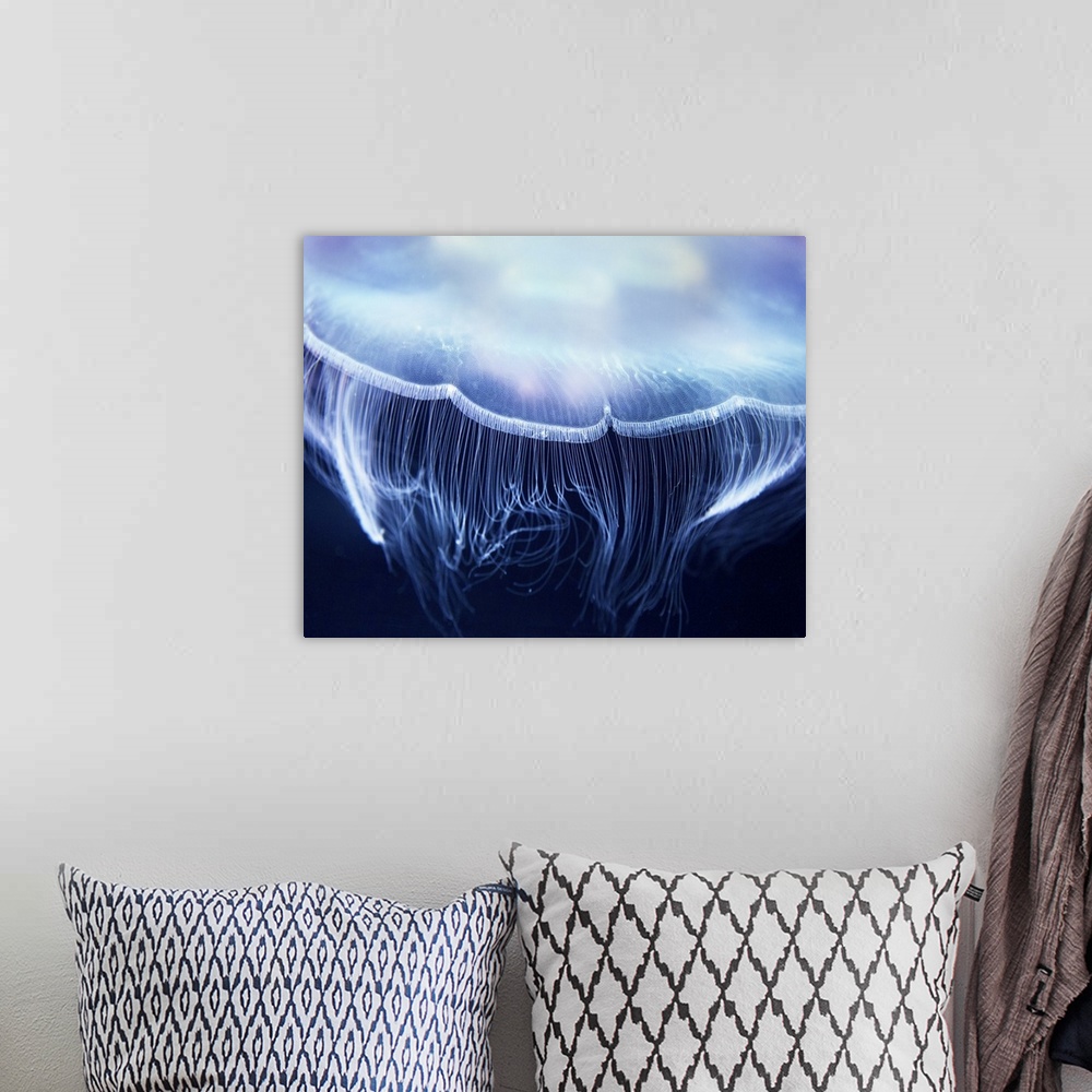 A bohemian room featuring Aurelia jelly fish (also called common jellyfish), up close.