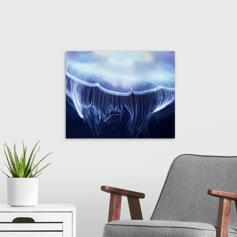 A modern room featuring Aurelia jelly fish (also called common jellyfish), up close.