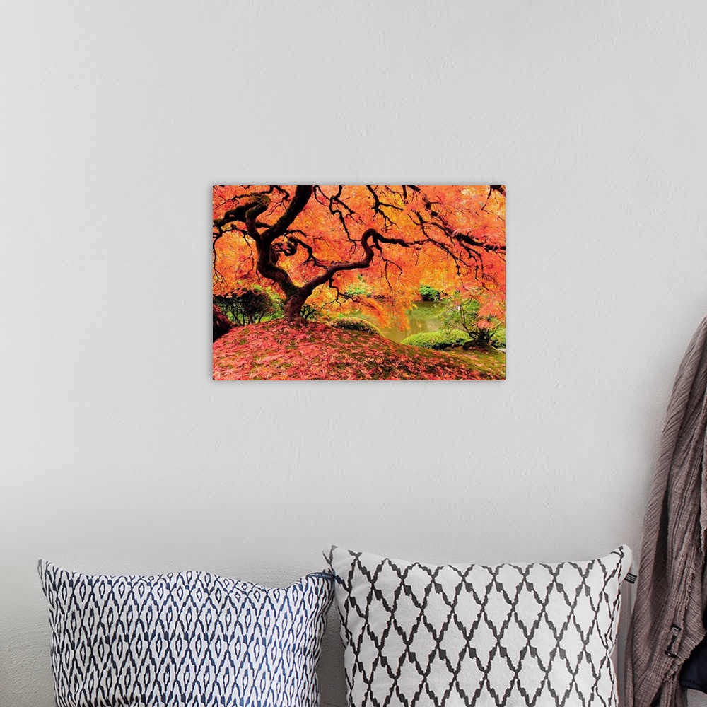 A bohemian room featuring Attractive Japanese maple tree in full autumn glory.