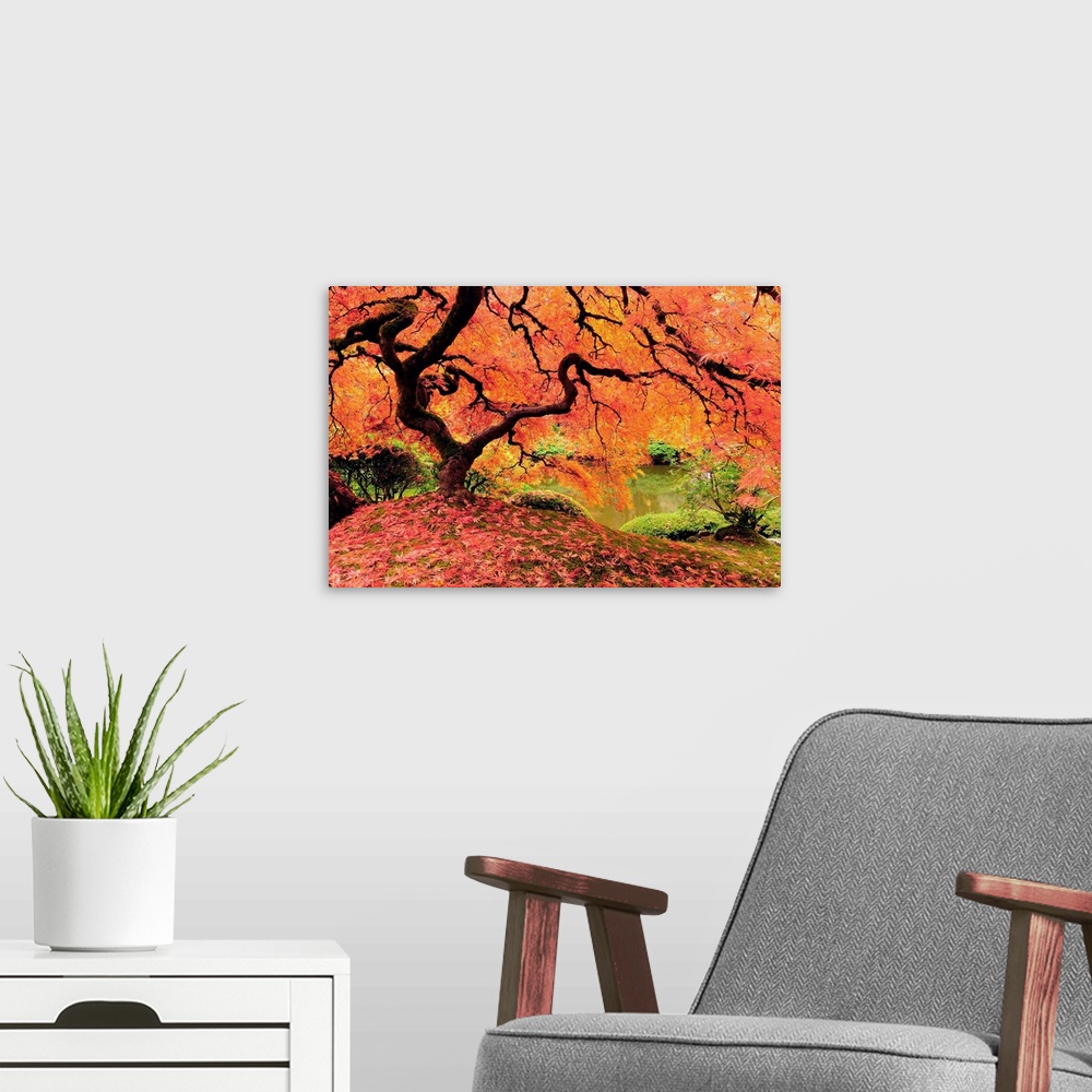 A modern room featuring Attractive Japanese maple tree in full autumn glory.