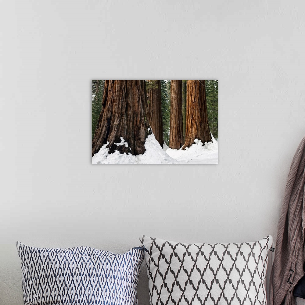 A bohemian room featuring Bachelor And Three Sisters Winter Scene, Mariposa Grove, Yosemite National Park