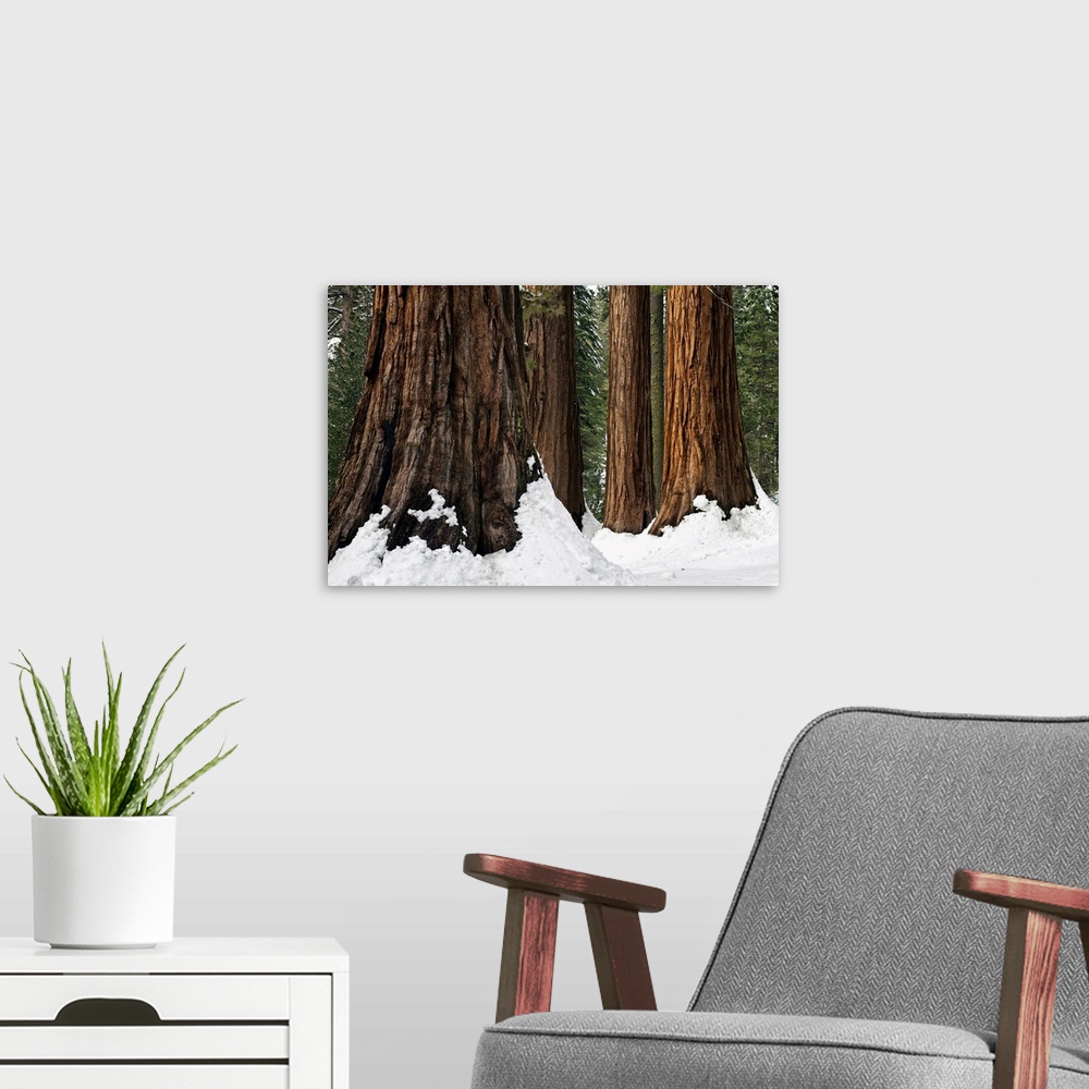 A modern room featuring Bachelor And Three Sisters Winter Scene, Mariposa Grove, Yosemite National Park