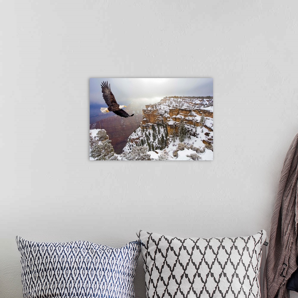 A bohemian room featuring Bald eagle flying above grand canyon, Arizona.