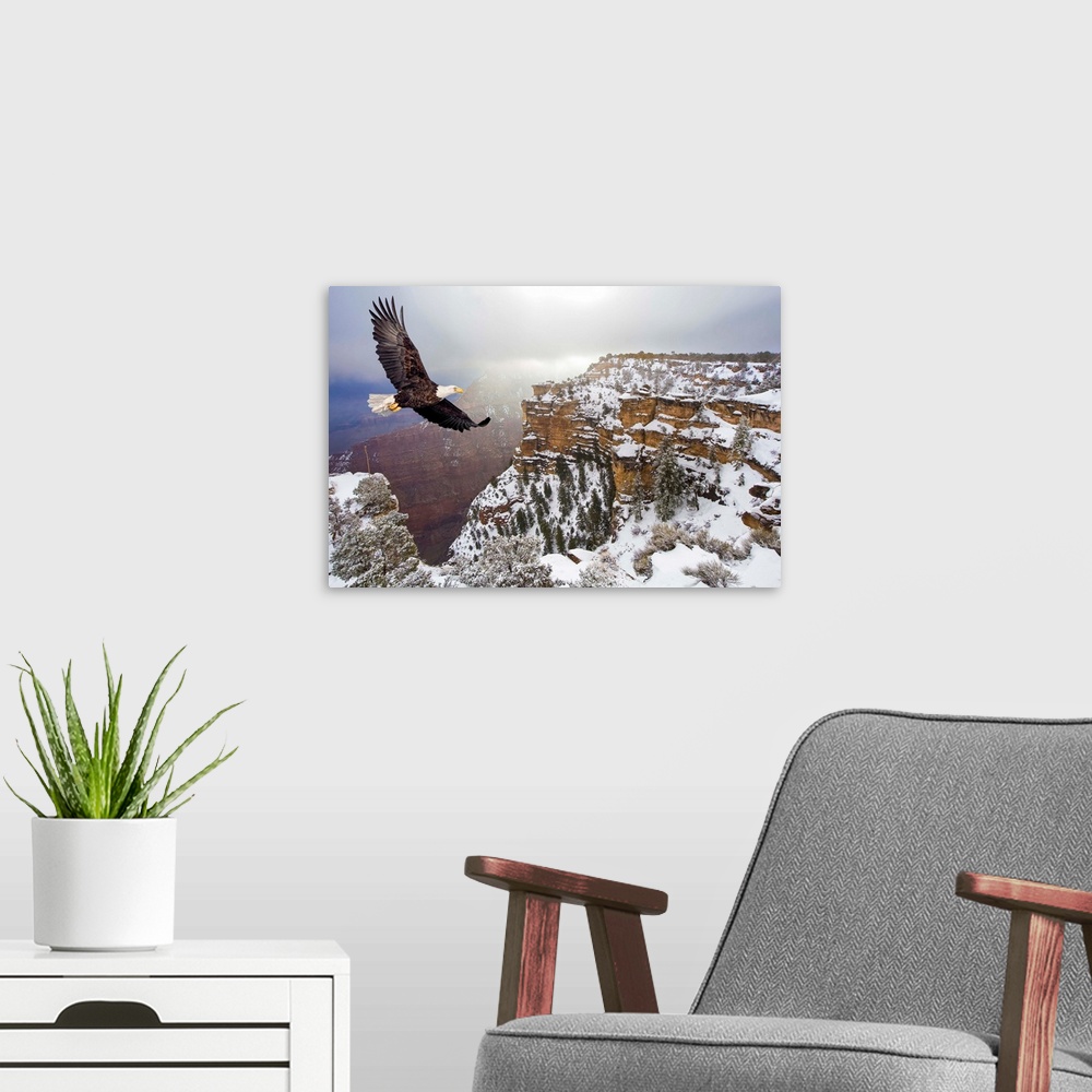 A modern room featuring Bald eagle flying above grand canyon, Arizona.