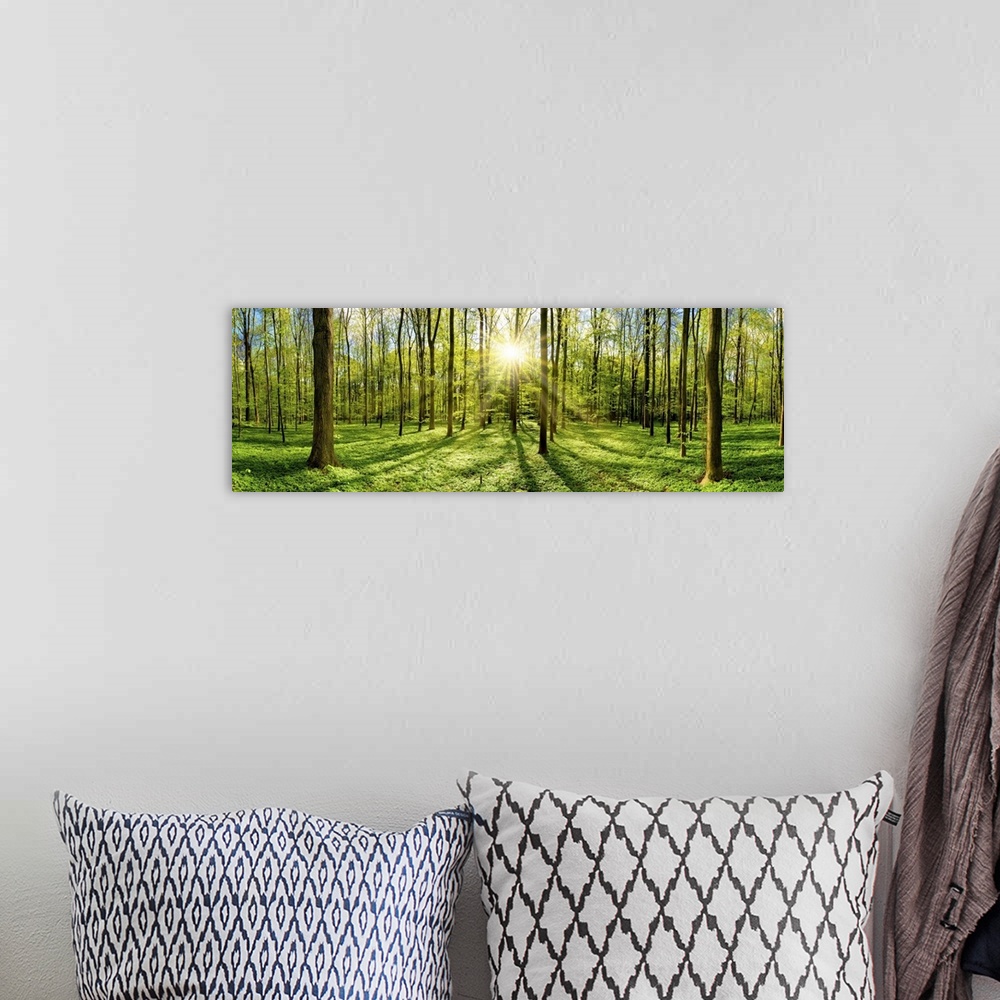 A bohemian room featuring Beautiful forest in spring with bright sun shining through the trees.