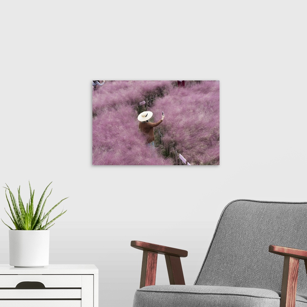 A modern room featuring Beautiful Pink Hairawn Muhly Landscape, Republic Of Korea