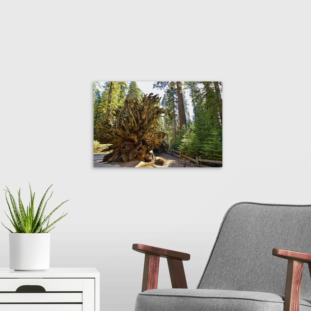 A modern room featuring Beautiful View Of Giants Sequoias In Mariposa Grove Park, Wawona, California