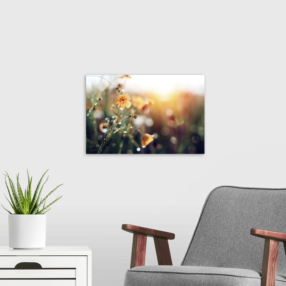 A modern room featuring Beautiful Wildflowers With Dew Drops
