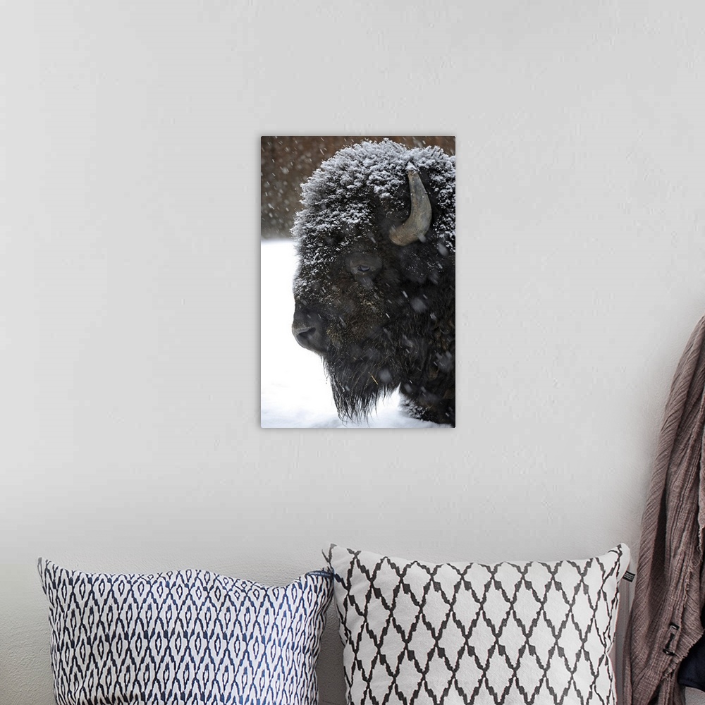 A bohemian room featuring Bison in winter.