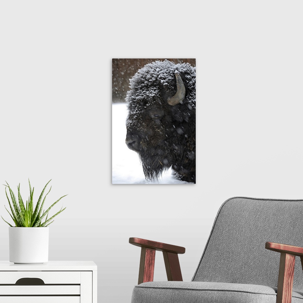 A modern room featuring Bison in winter.