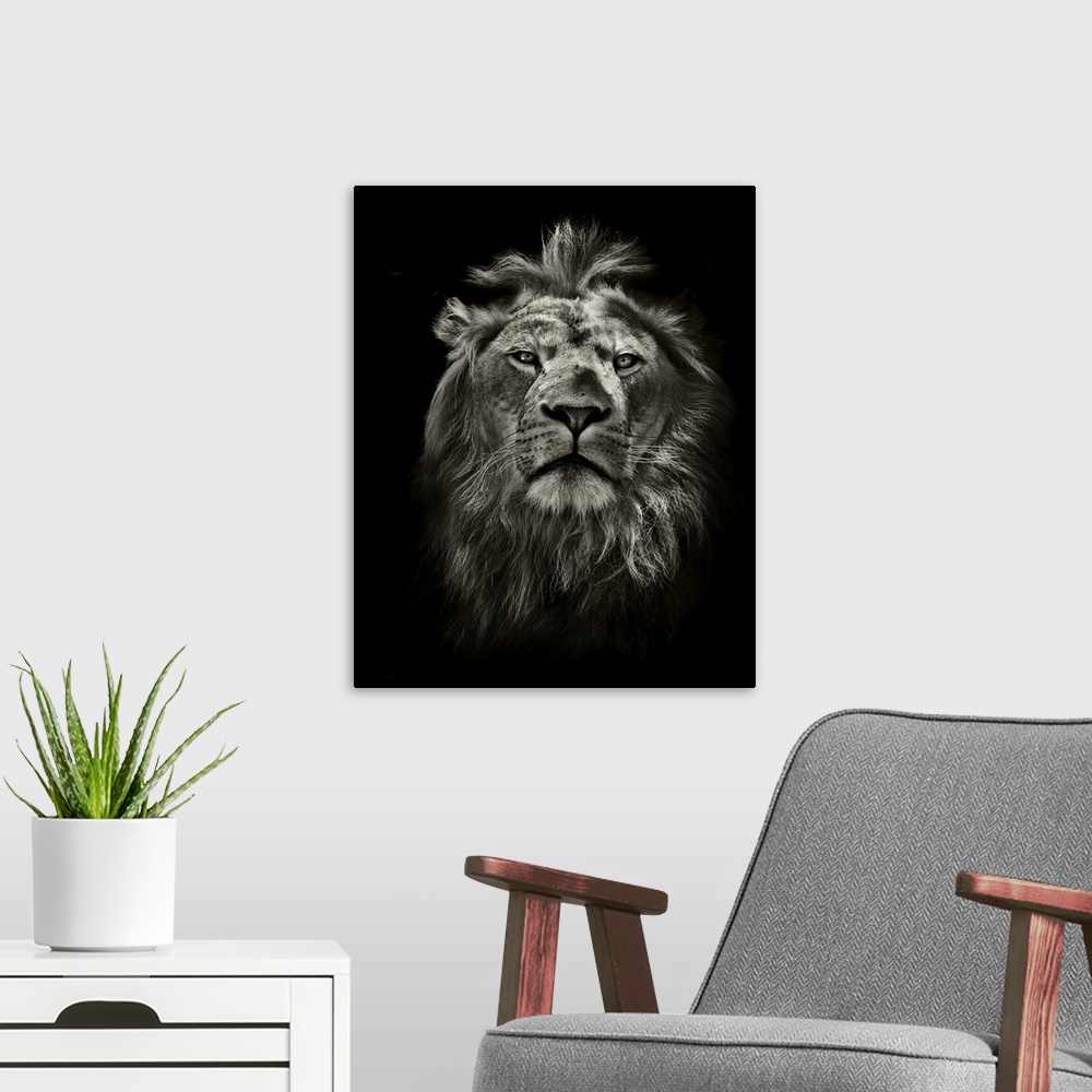 A modern room featuring Graphic black and white lion portrait on black.