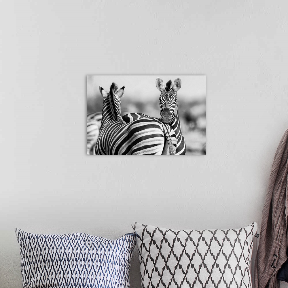 A bohemian room featuring Black And White Photo of zebra herd.