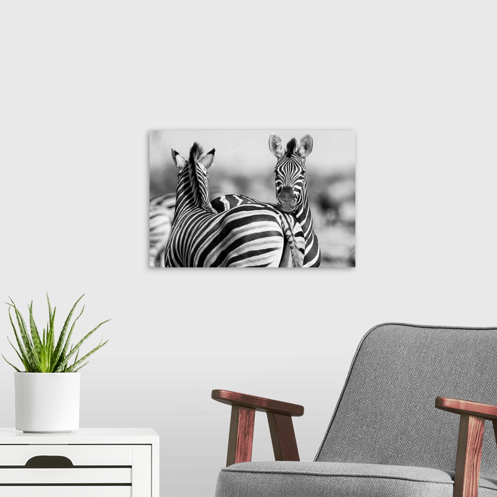 A modern room featuring Black And White Photo of zebra herd.
