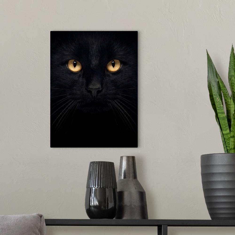 A modern room featuring Close-up of a Black Cat looking at the camera, isolated on white