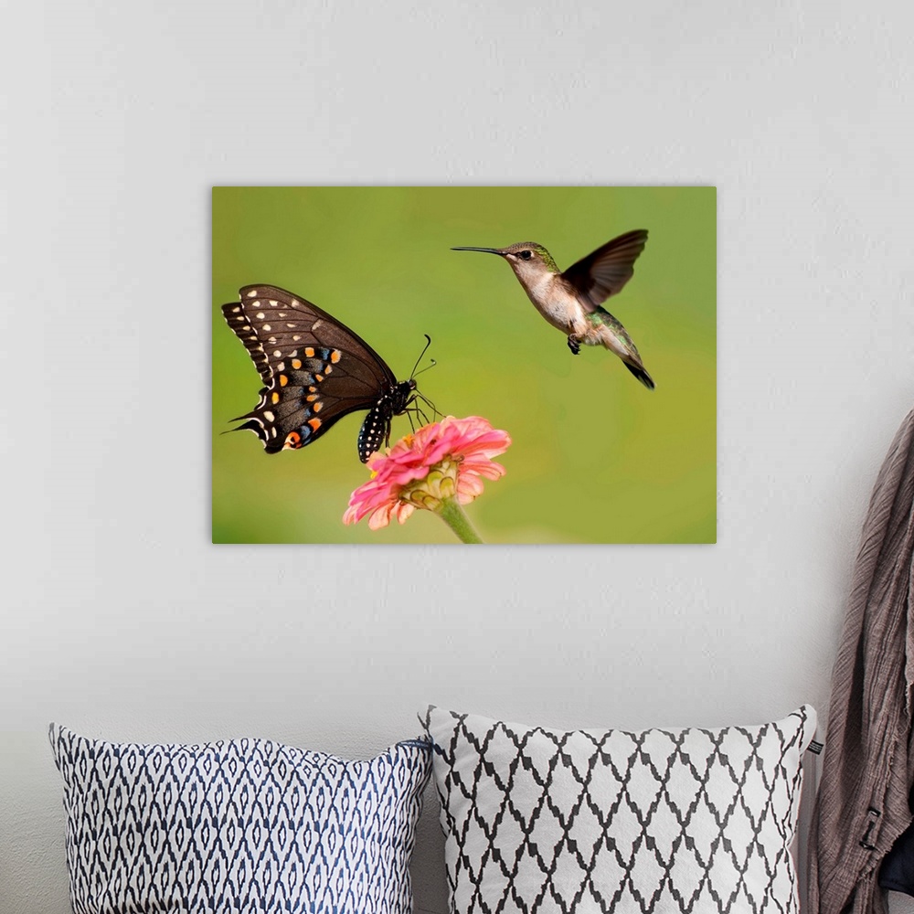 A bohemian room featuring Black Swallowtail butterfly feeding on pink flower with a Hummingbird
