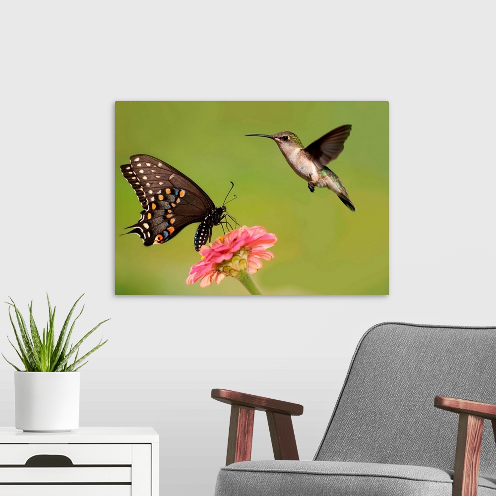 A modern room featuring Black Swallowtail butterfly feeding on pink flower with a Hummingbird