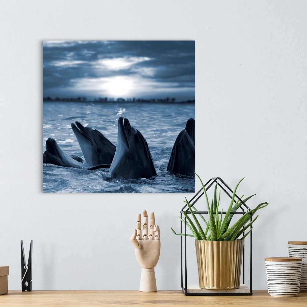 A bohemian room featuring Bottle-nosed dolphins in sunset light