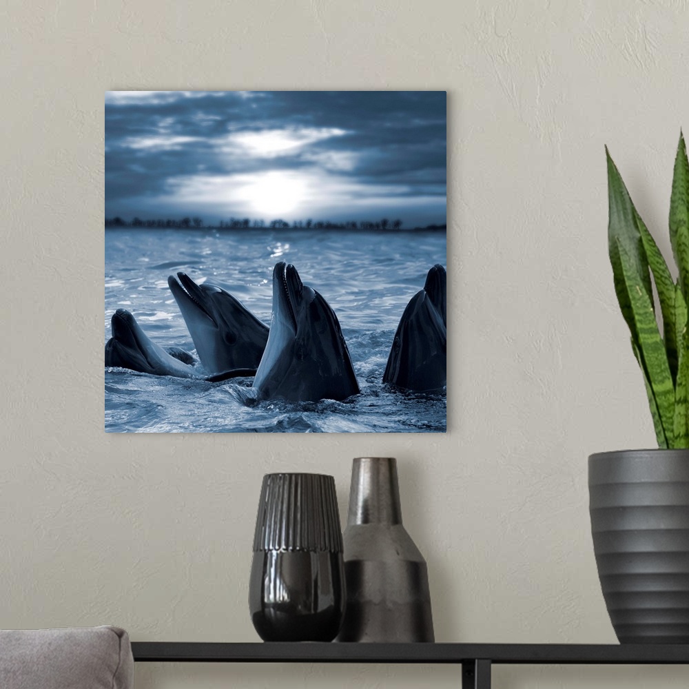 A modern room featuring Bottle-nosed dolphins in sunset light