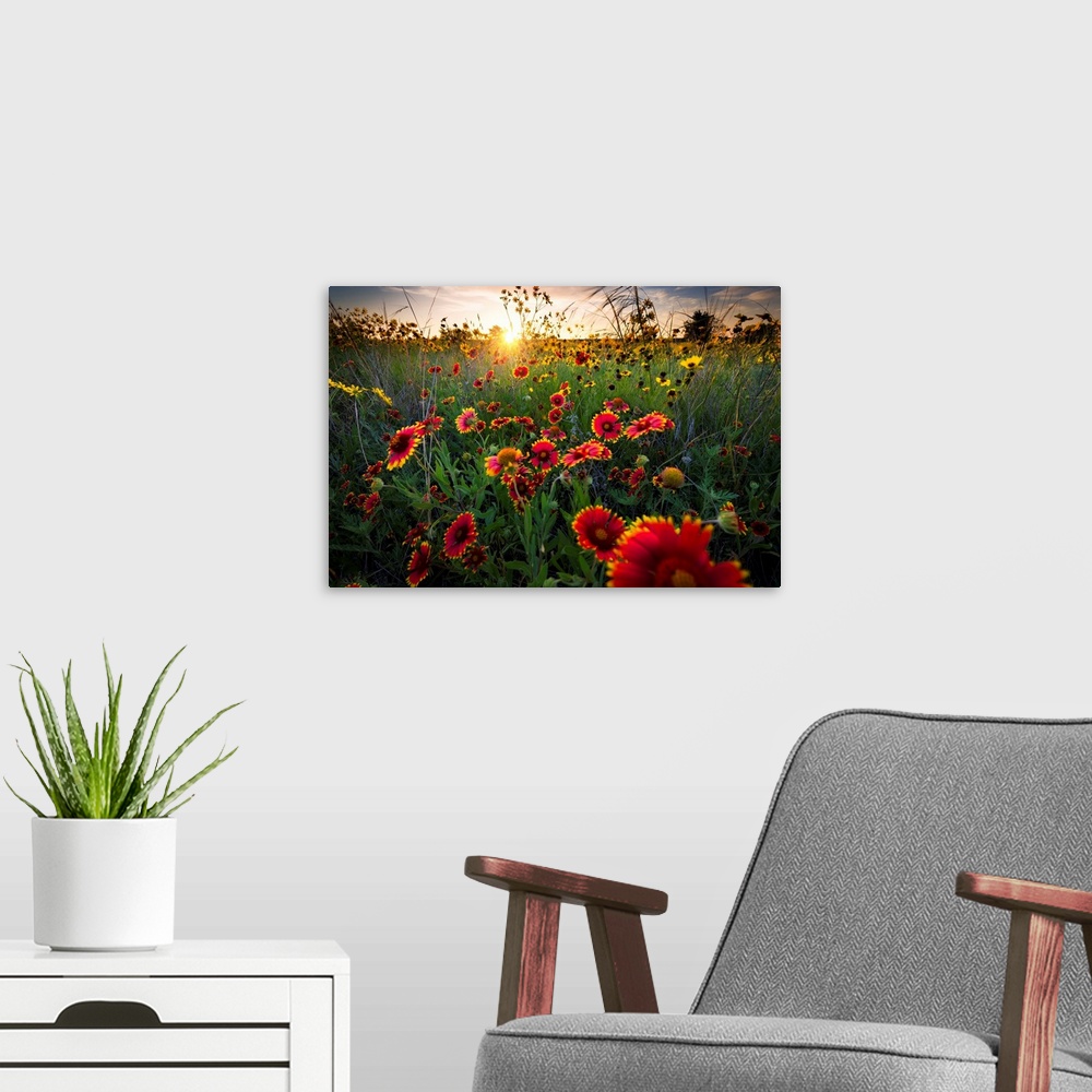 A modern room featuring Breezy Dawn Over Texas Wildflowers