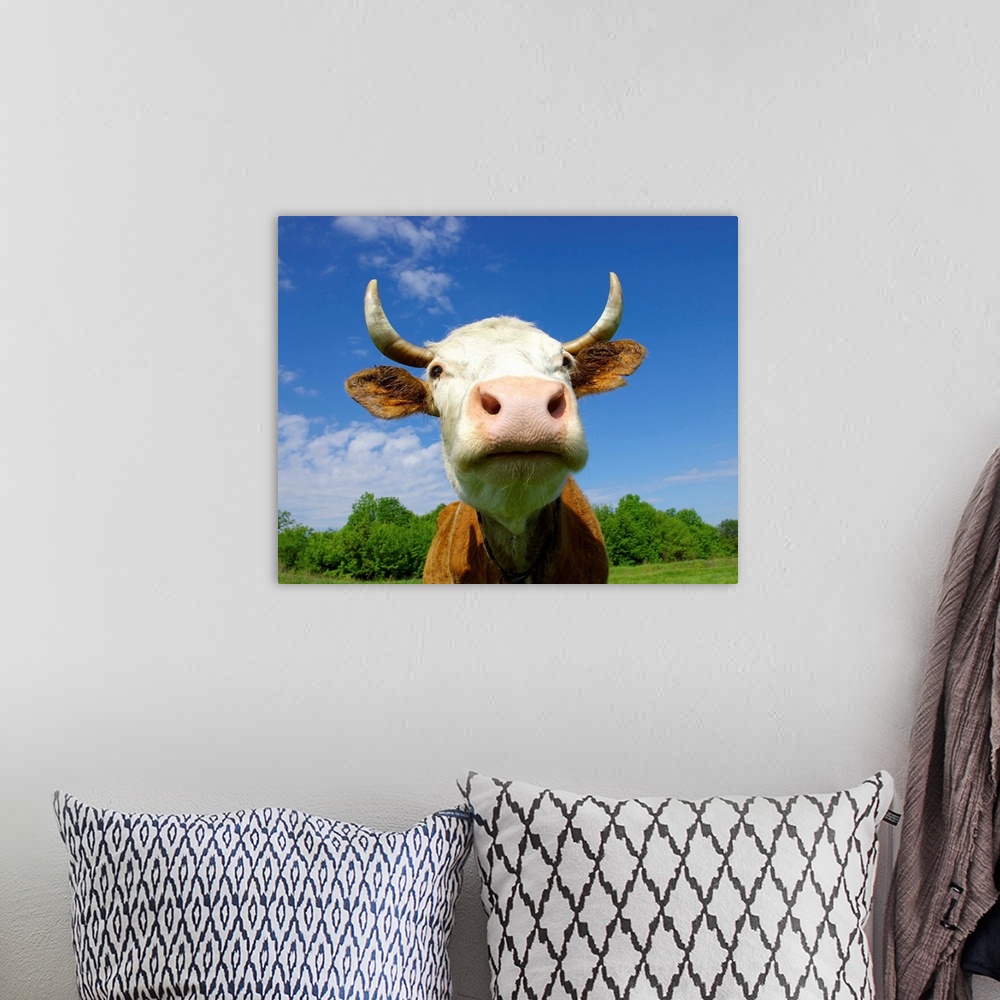 A bohemian room featuring Brown Holstein cow in field