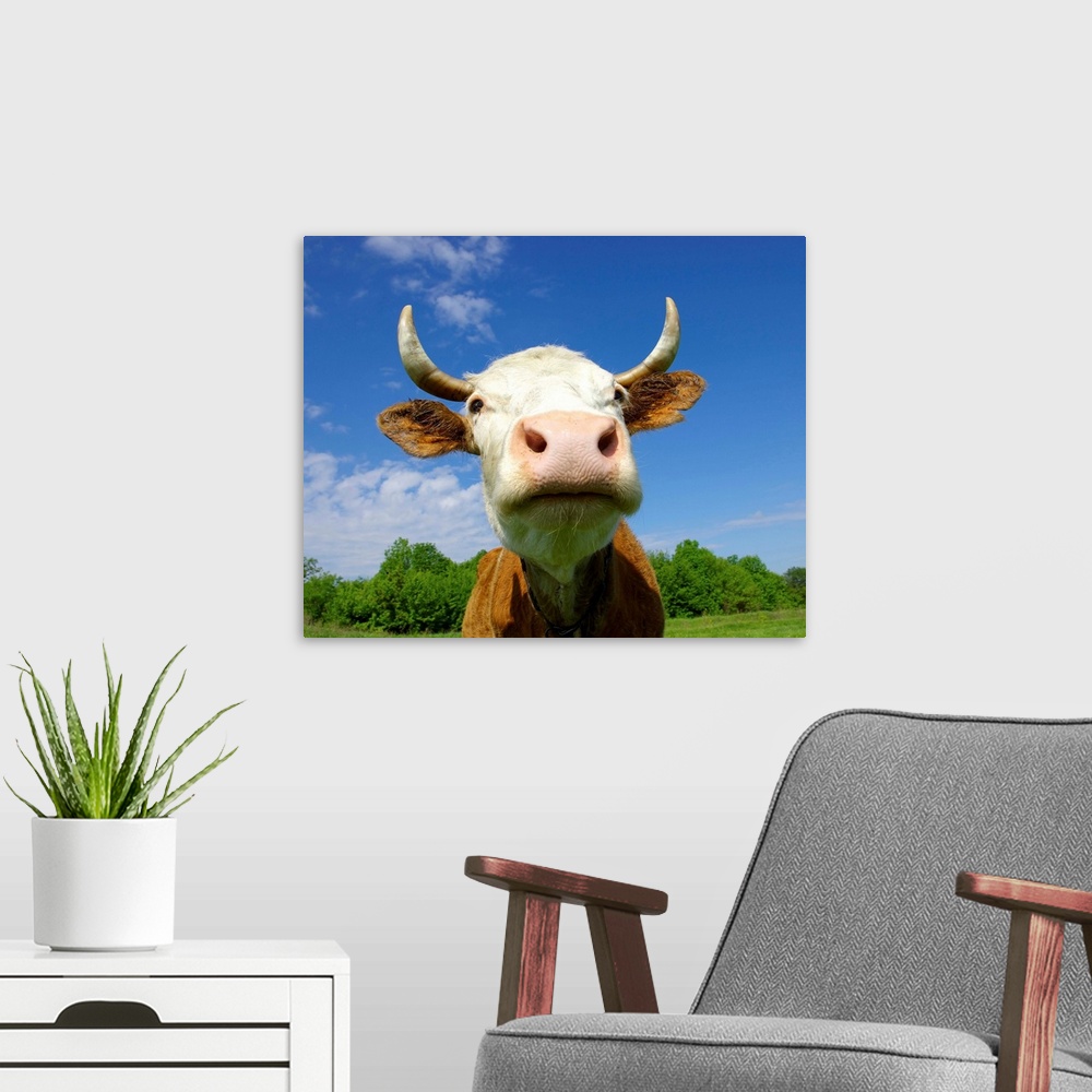 A modern room featuring Brown Holstein cow in field