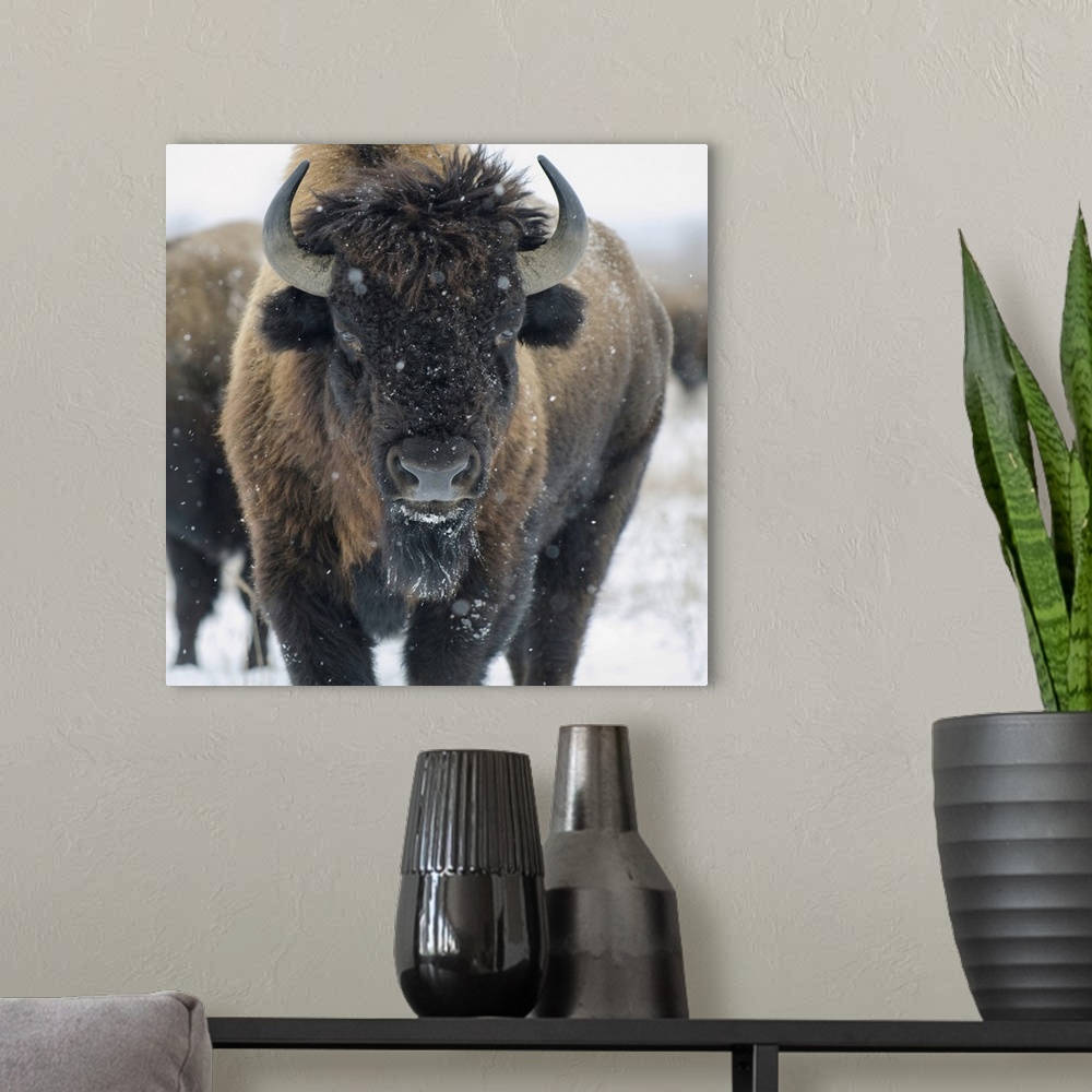 A modern room featuring Buffalo at Kankakee Sands.