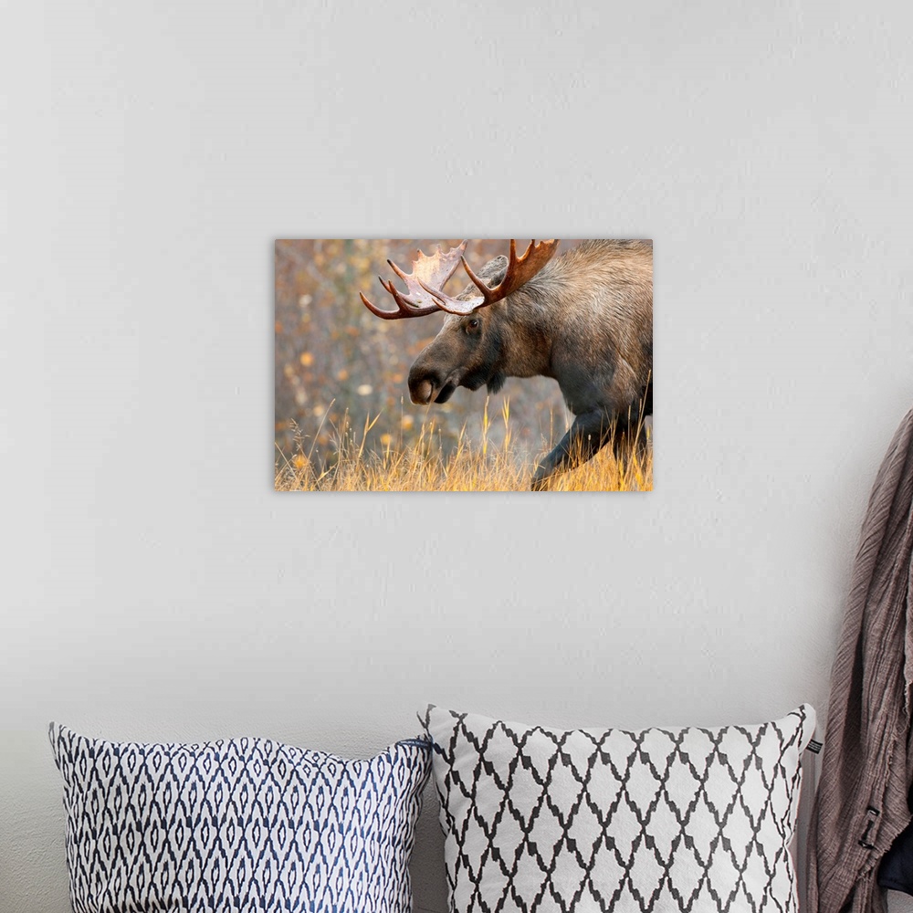 A bohemian room featuring Moose Bull with big antlers, Male, Alaska.