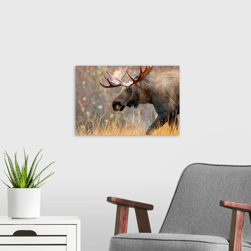 A modern room featuring Moose Bull with big antlers, Male, Alaska.